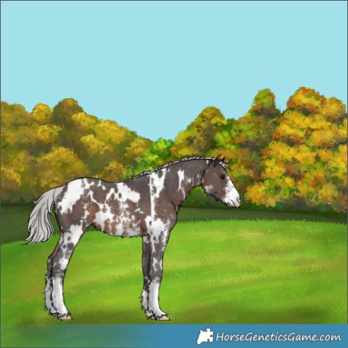 Horse Color:White Spotted Silver Brown Sabino Rabicano 