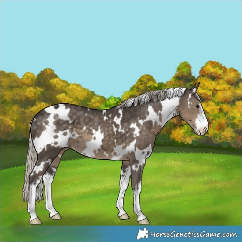 Horse Color:White Spotted Silver Smoky Black 