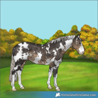Horse Color:White Spotted Silver Smoky Black