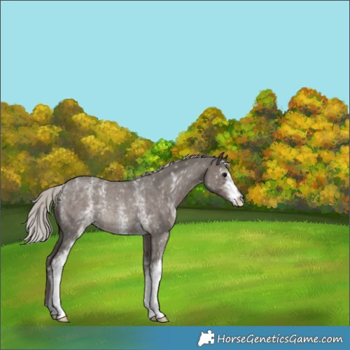 Horse Color:White Spotted Silver Blue Roan Rabicano 