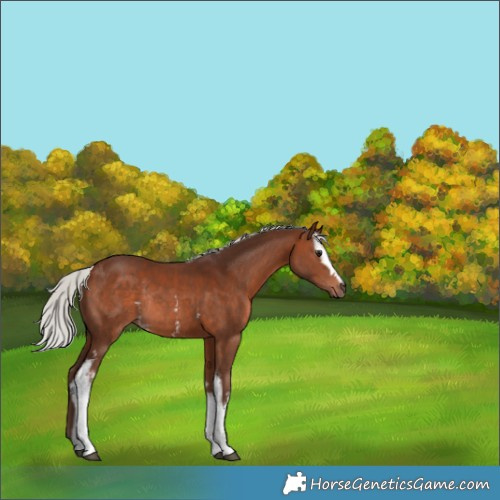 Horse Color:White Spotted Silver Brown Rabicano 