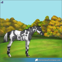 Horse Color:Blue Roan Splash Tobiano 