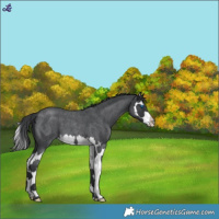 Horse Color:Blue Roan Splash 