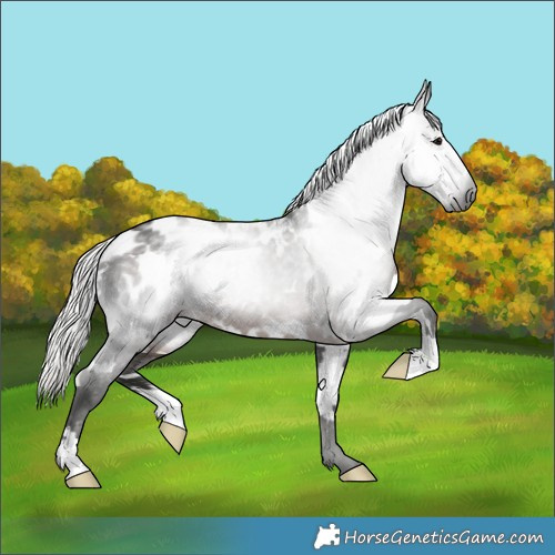 Horse Color:Gray White Spotted Silver Black Appaloosa 