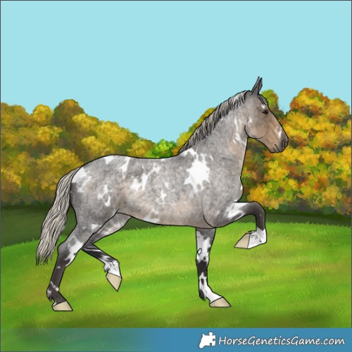 Horse Color:White Spotted Silver Smoky Blue Roan 