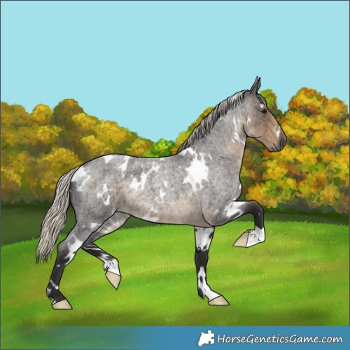 Horse Color:White Spotted Silver Smoky Blue Roan 