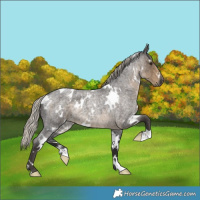 Horse Color:White Spotted Silver Smoky Blue Roan 