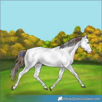 Horse Color:Red Roan Fewspot 