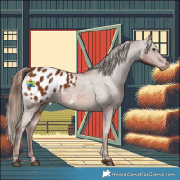 Horse Color:Chestnut Appaloosa 