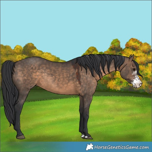 Horse Color:Brown Dun Sabino Rabicano 