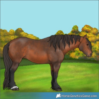 Horse Color:Bay 