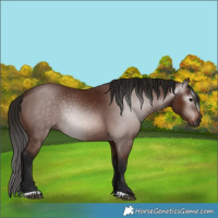 Horse Color:Gray Bay 