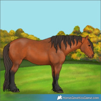 Horse Color:Bay 