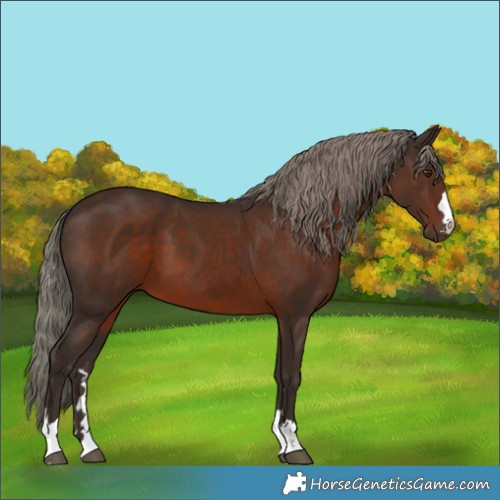 Horse Color:Liver Chestnut Mushroom 