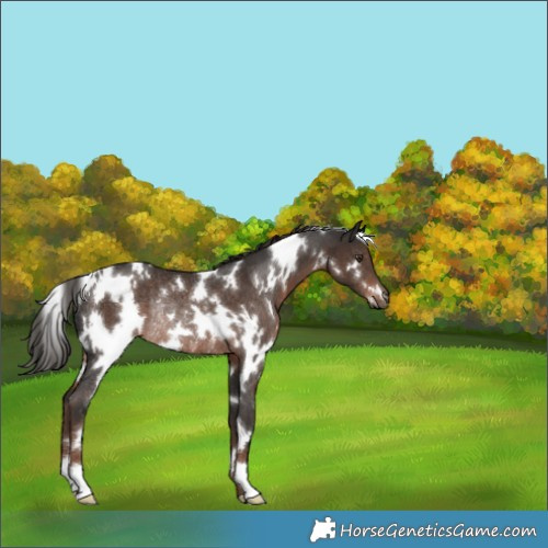 Horse Color:White Spotted Liver Chestnut Rabicano 