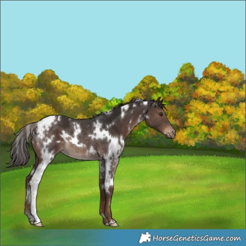 Horse Color:White Spotted Liver Chestnut Rabicano 