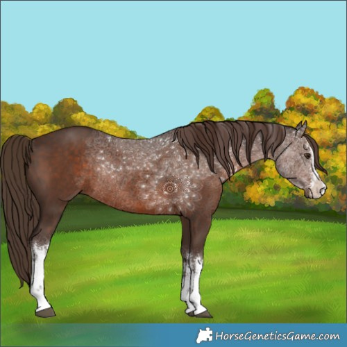 Horse Color:White Spotted Liver Chestnut Rabicano 