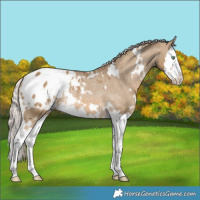 Horse Color:White Spotted Chocolate Palomino Dun Splash Appaloosa Rabicano