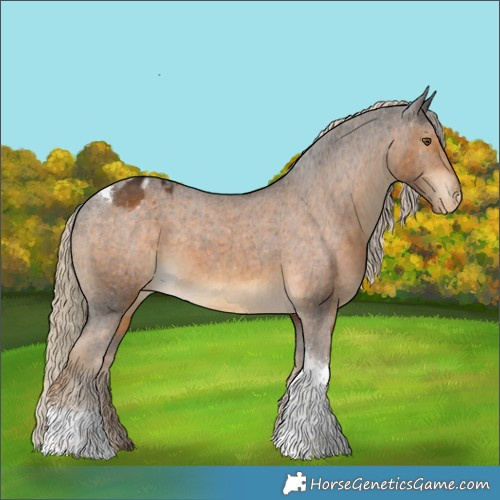 Horse Color:Chocolate Palomino Tobiano Appaloosa 