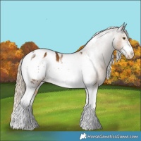 Horse Color:Chocolate Palomino Sabino Tobiano Frame Appaloosa