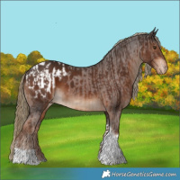 Horse Color:Liver Chestnut Tobiano  and Liver Chestnut Tobiano Appaloosa 