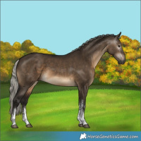 Horse Color:Gray Silver Brown Dun Sabino 