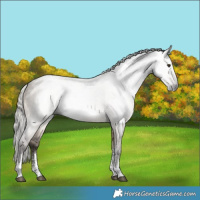 Horse Color:Gray Silver Brown Dun Sabino 