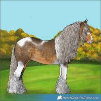 Horse Color:Gray Silver Buckskin Dun Sabino Tobiano Appaloosa 