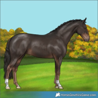 Horse Color:Liver Chestnut 
