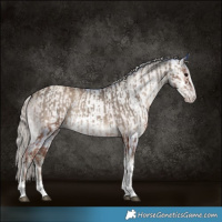 Horse Color:Silver Blue Onyx Tobiano Appaloosa  and Gray Watercolor Gold Champagne Onyx Tobiano 