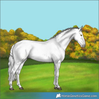 Horse Color:Gray Silver Buckskin Dun Tobiano 