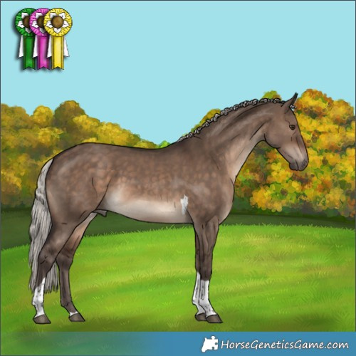 Horse Color:Silver Brown Dun Tobiano 