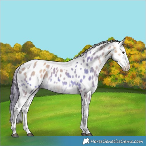 Horse Color:Red Dun Tobiano Blanket 