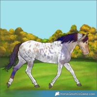 Horse Color:Red Dun Tobiano Appaloosa 