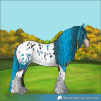Horse Color:Brown Tobiano Appaloosa 