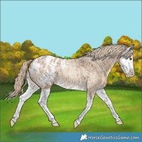 Horse Color:Chocolate Palomino Roan Dun Splash Appaloosa Brindle 