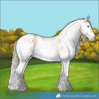 Horse Color:Gray Gold Champagne Dun Sabino Splash Appaloosa 