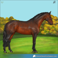 Horse Color:Bay 
