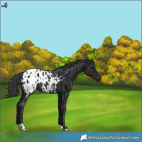 Horse Color:Midnight Black Ice Appaloosa Rabicano 