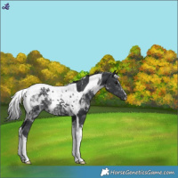 Horse Color:Black Tobiano 