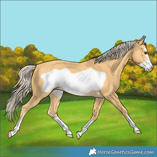Horse Color:Palomino Frame 