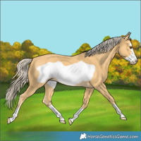 Horse Color:Palomino Frame 
