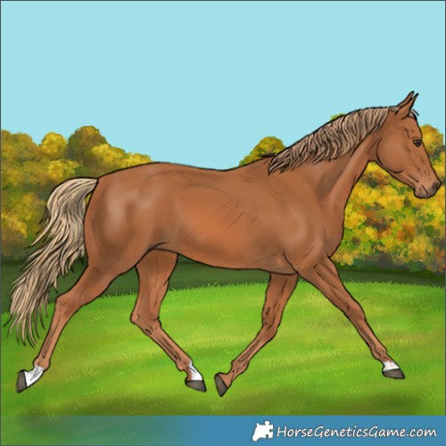 Horse Color:Unknown 