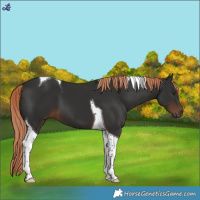 Horse Color:Liver Chestnut Tobiano 