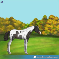 Horse Color:Liver Chestnut Tobiano Rabicano
