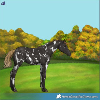 Horse Color:White Spotted Liver Chestnut 
