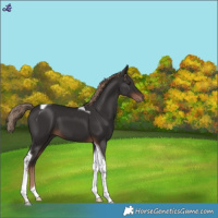 Horse Color:Liver Chestnut Tobiano 