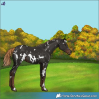 Horse Color:White Spotted Liver Chestnut 