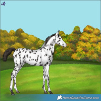 Horse Color:Liver Chestnut Appaloosa 