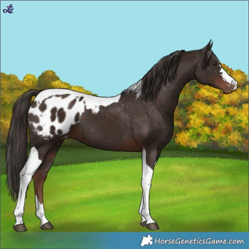 Horse Color:Liver Chestnut Tobiano Appaloosa 